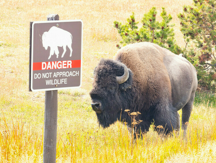 Гонка на выживание: американский экстремал напал на стадо бизонов