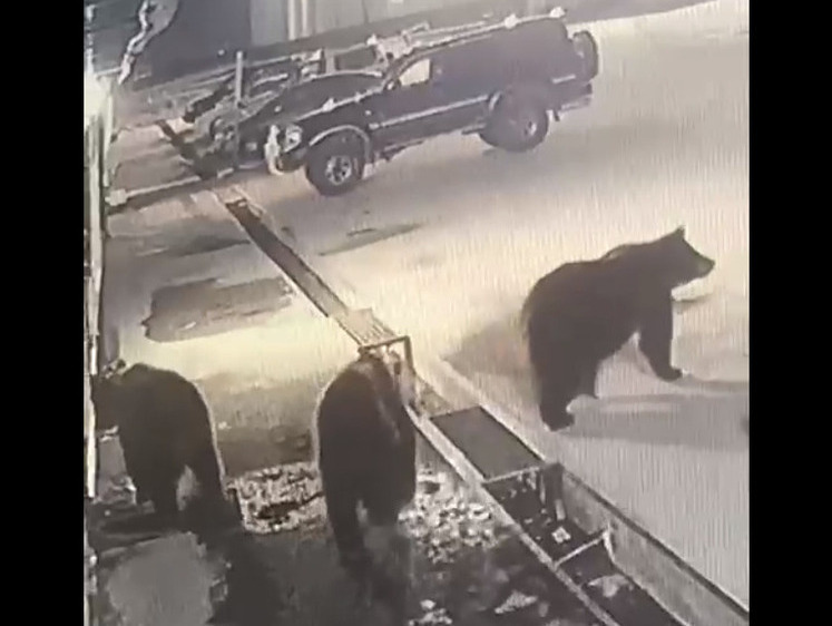 На Итурупе заметили сразу трех взрослых медведей у магазина