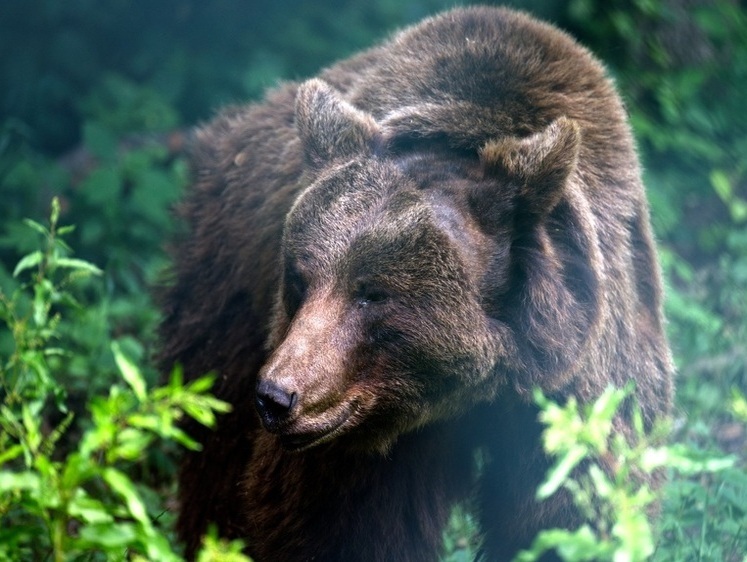 Сахалинский охотник обнаружил в добытом медведе личинки трихинеллеза