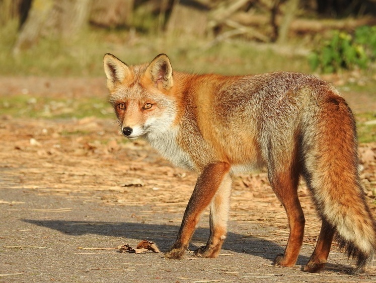 Лесной мигрант: воронежское село захватила хитрая лисица с детьми