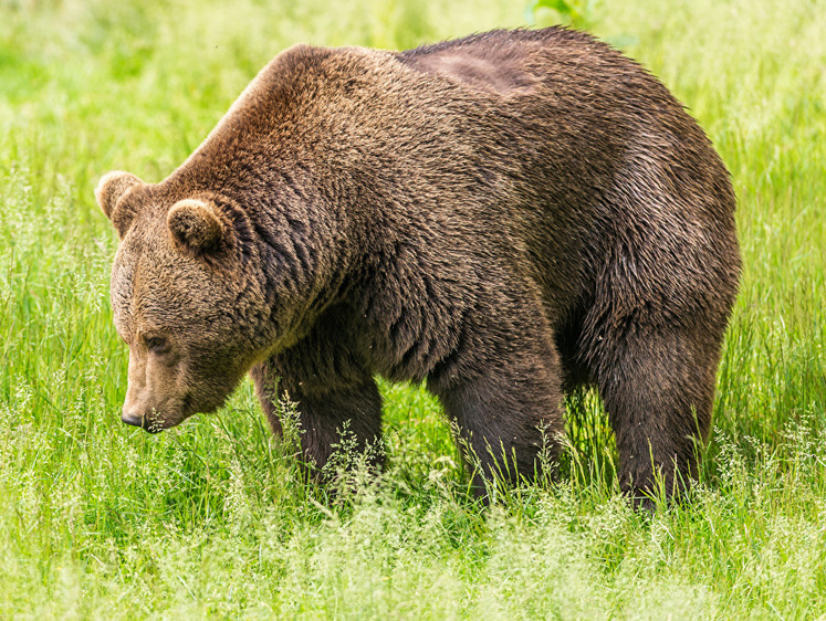 Много еды оставили: в Иркутской области ходит кладбищенский медведь
