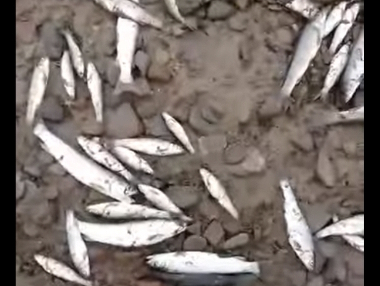 Изображение На Сахалине браконьеры губят рыбу — крупную берут, а мелочь бросают 