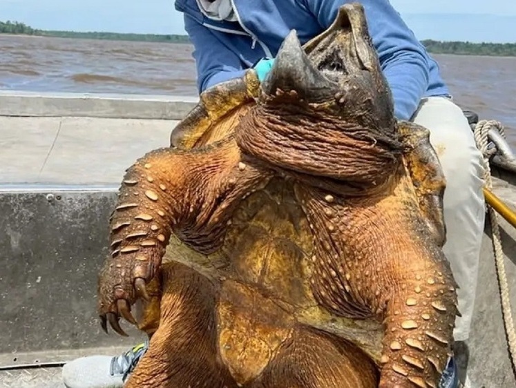 Охота или рыбалка: в США выудили жуткого вида черепаху