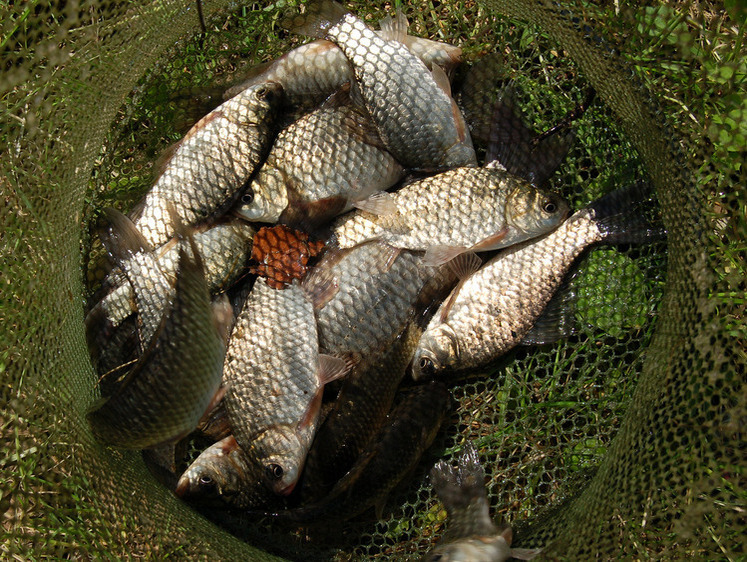Рыбалка на карасевом пруду