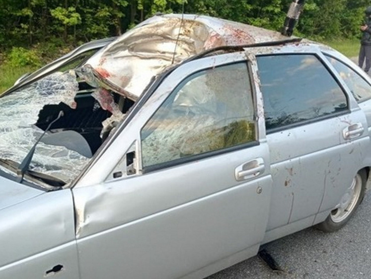 В Рязанской области лось проломил крышу автомобиля на трассе (фото)
