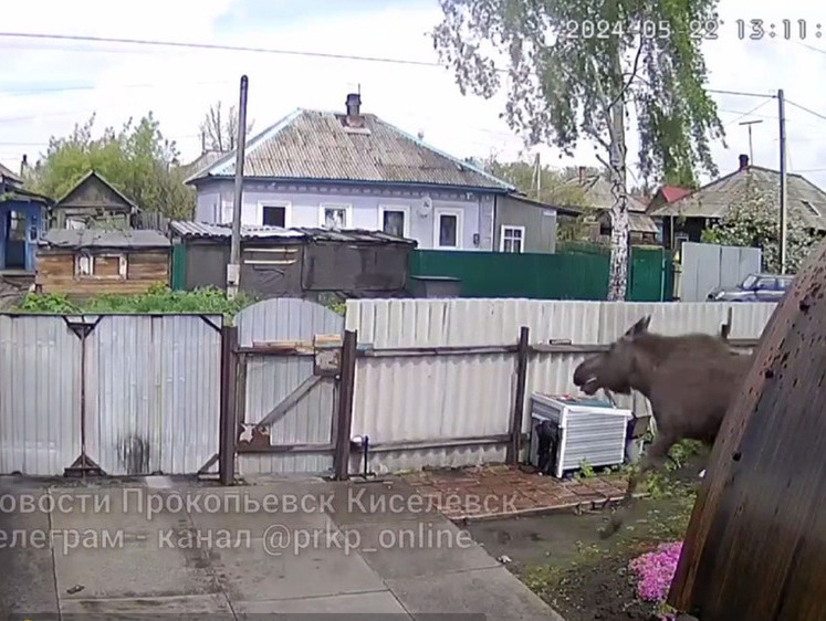 В Кузбассе пес растерялся, увидев перед собой громадного лося 