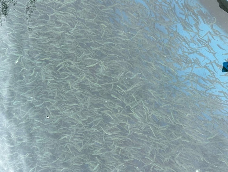 Изображение Рыбоводные заводы начали выпуск молоди тихоокеанских лососей