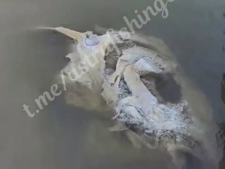Изображение В Волге под Астраханью рыбак нашел плывущую гнилую гигантскую голову