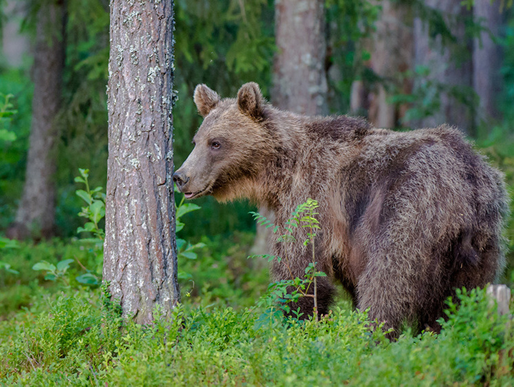Защитник природы: в Екатеринбурге установят памятник охотникам России