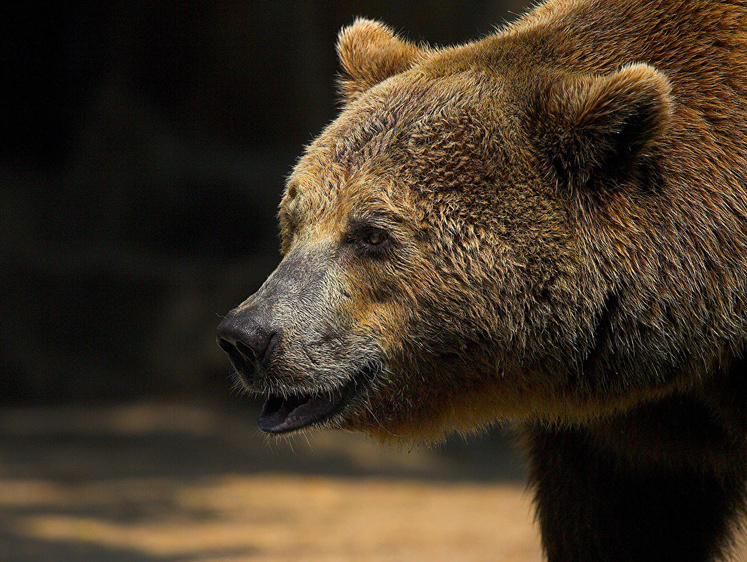 В кузбасских лесах мужчины отогнали огнем костра пришедшего медведя