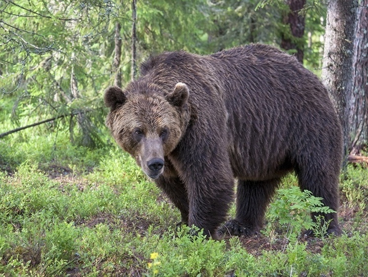 В Тверской области водитель на трассе у леса насмерть сбил медведя