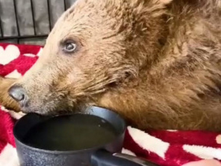 Ампутация лапы: осетинского медвежонка привезли в Москву на лечение