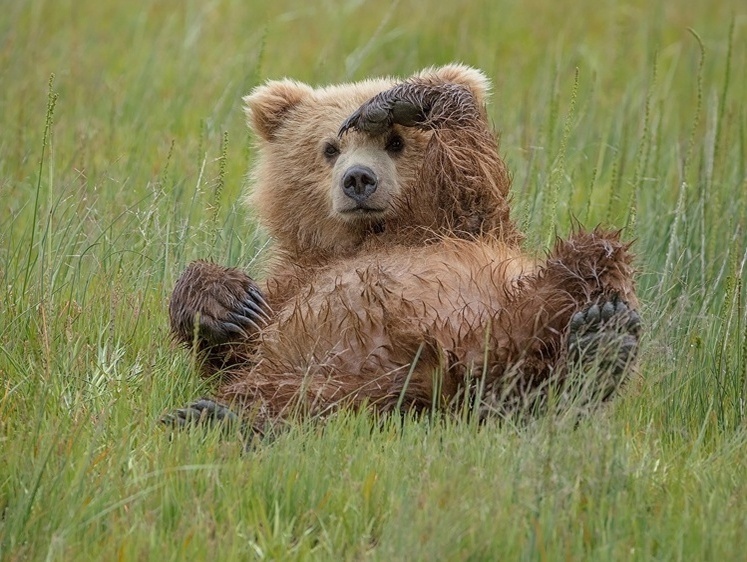 Изображение Кузбасские медведи устроили в песчаном карьере пункт сдачи печенья