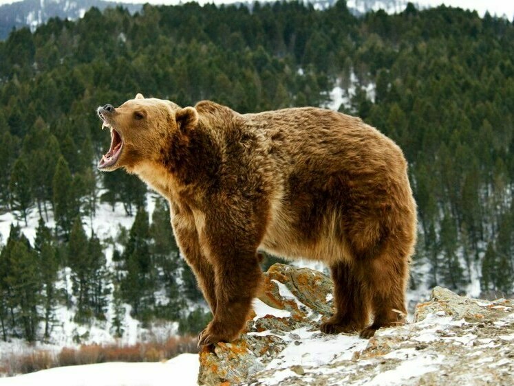 Изображение Медведь переломал охотника, но и сам был застрелен