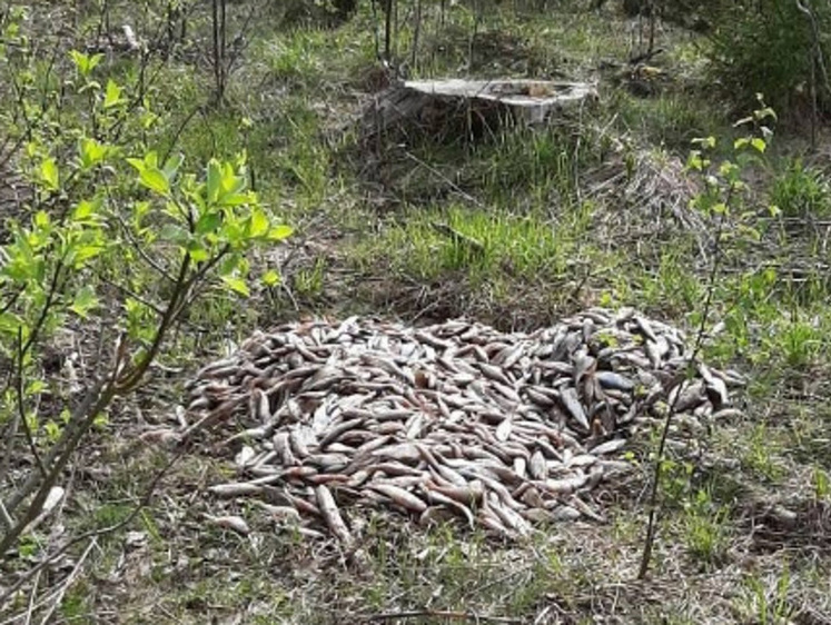 В Карелии дикари выбросили в лесной массив десятки килограммов рыбы