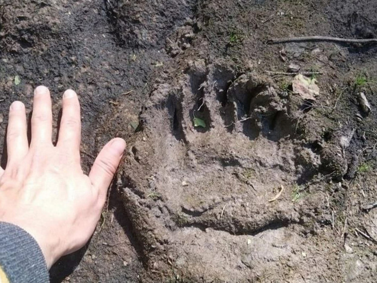 Изображение В рязанских лесах местные жители обнаружили следы крупного медведя