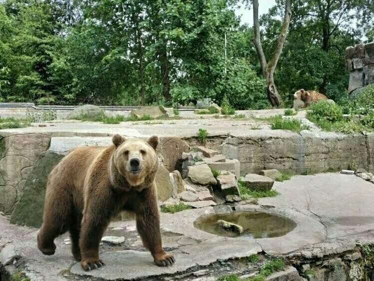 Изображение В Мурманской области  медведь бродит возле Териберки 