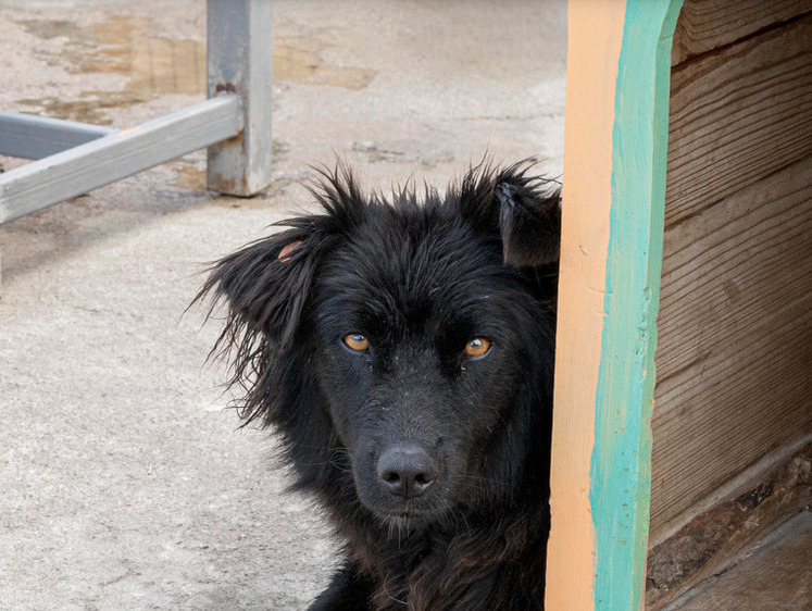 Изображение В Южно-Сахалинске продолжается отлов бесхозных собак