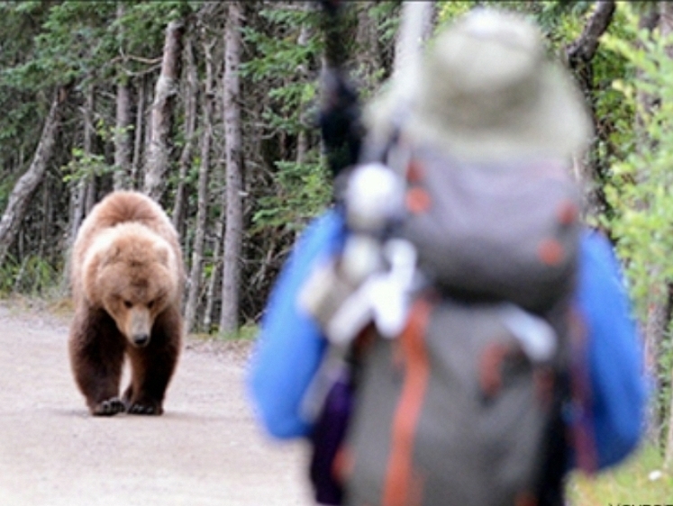 Изображение В Северобайкальске медведь кружит неподалеку от людей