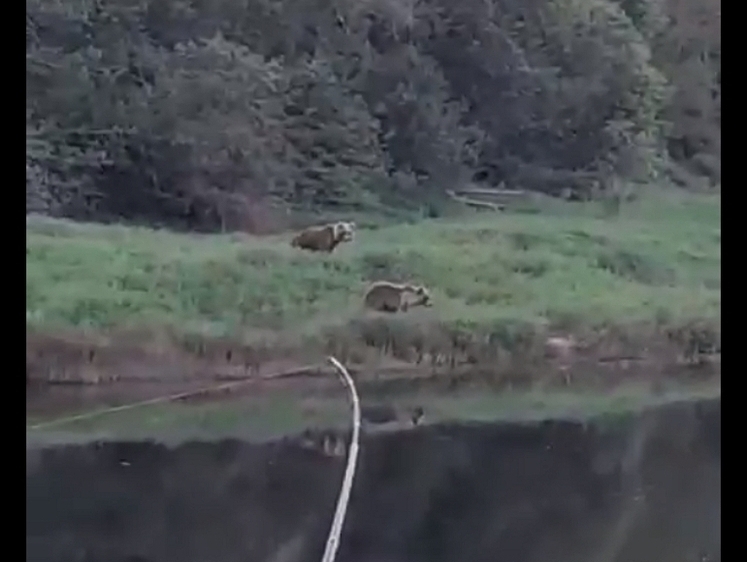 Изображение  Рыбаки ловили, а медведи плавали в реке — никто друг другу не мешал 