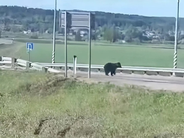 Изображение В Архангельской области по дорогам вблизи Вельска бегает медведь