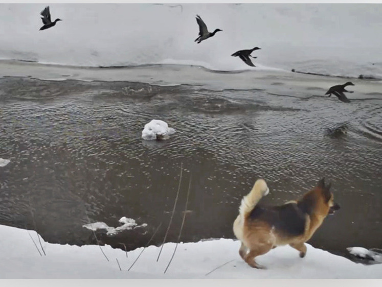 Изображение 22  нарушения допустили в Якутии, охотясь на водоплавающую дичь