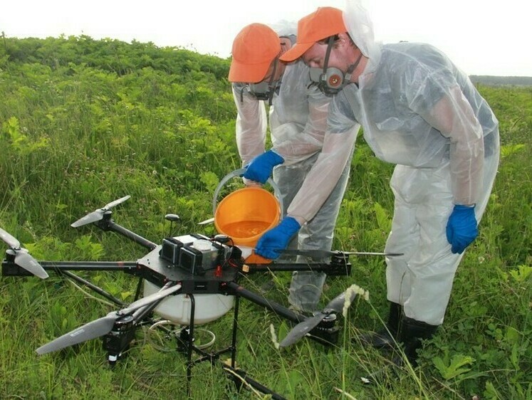 Изображение На Сахалине борщевик будут поливать «химией» с дронов