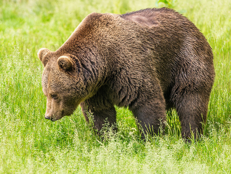 Жителя Башкирии обвиняют в травле охотничьими псами медведей на цепи
