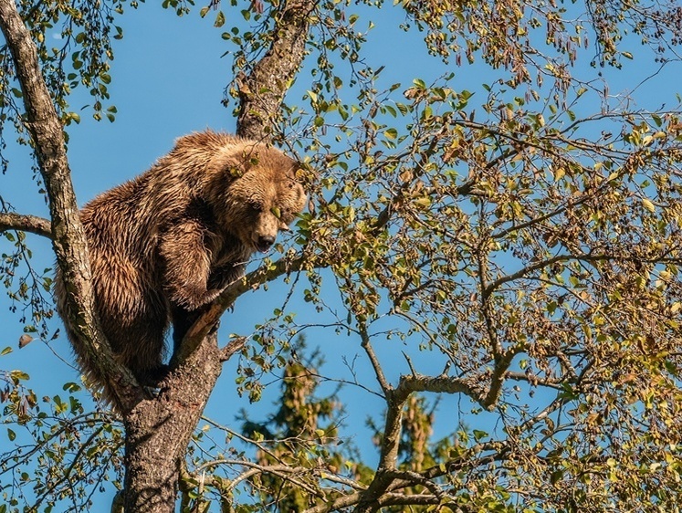 Гниль лежит: в Кемеровской области зловонный труп медведя травил реку
