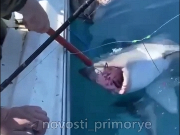 Изображение Во Владивостоке рыбаки поймали и отпустили акулу