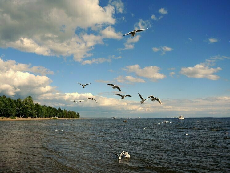 Изображение В Нижегородской области мрут чайки — опять грипп, гадают местные