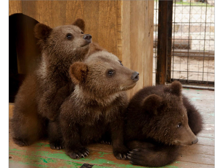 Изображение В Тверском Центре медвежат учат общаться с cебе подобными