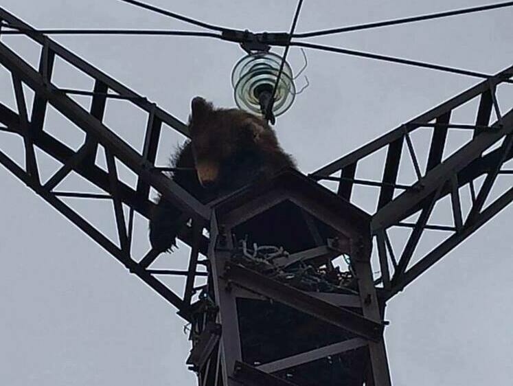 В ХМАО медведя убило током, когда он залез на столб