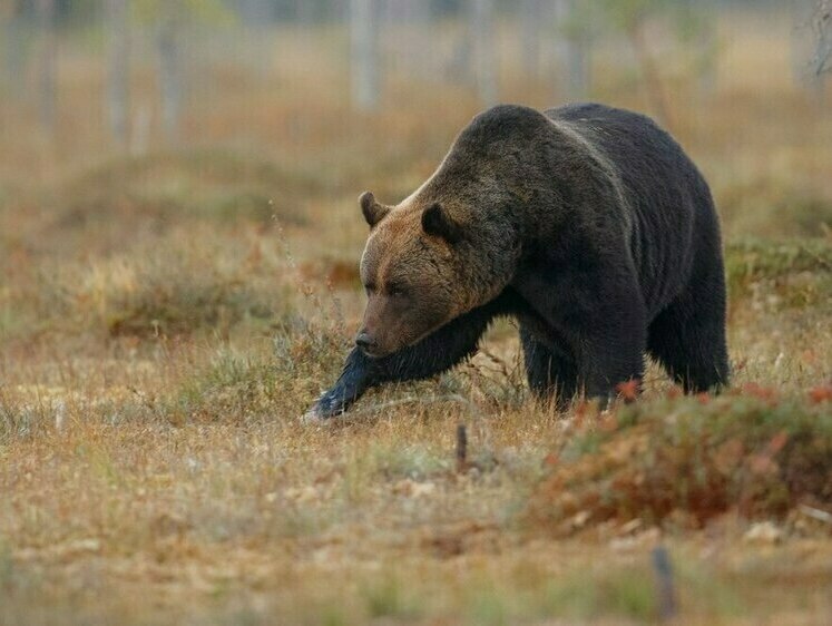 В Елизовском районе нейтрализовали одного медведя, второго — ищут