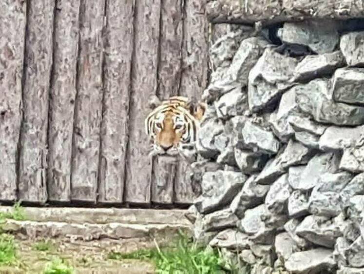Отловленная в Приморье тигрица обосновалась в новом доме