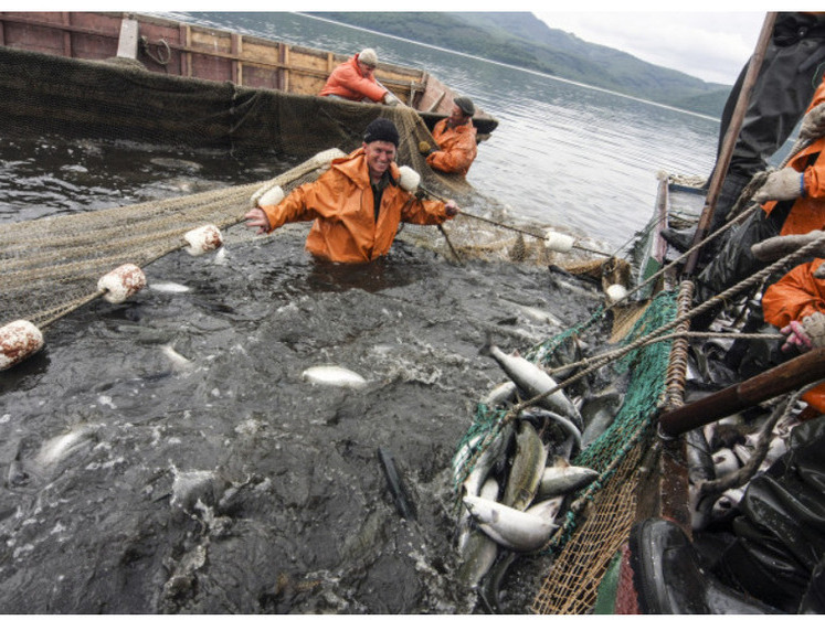 На Камчатке приступили к промышленному лову лосося