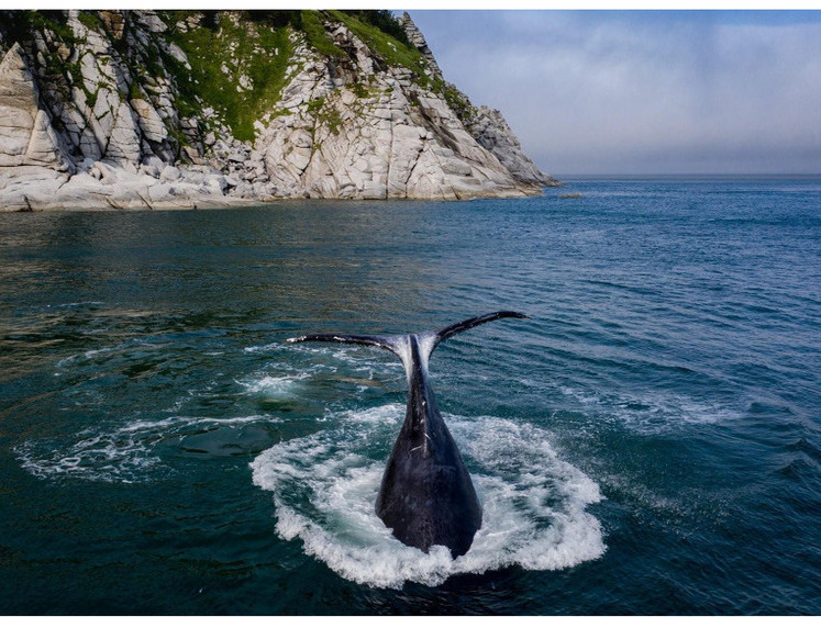 «Сетевой» пленник в Мурманской области: кит не может открыть пасть
