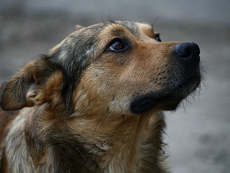 На Сахалине приняты меры к корейским рабочим, поедающим собак