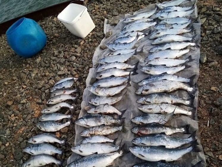 На берегу сахалинской реки найдены два бака рыбы на 600 тысяч рублей