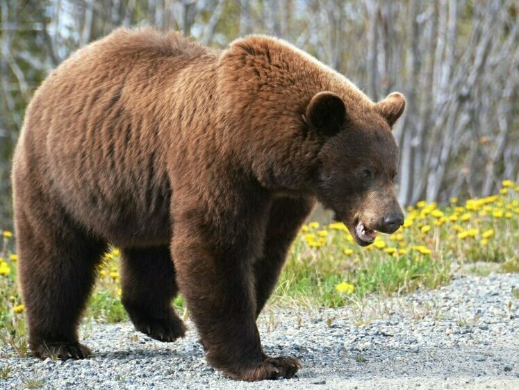Изображение В Кузбассе нейтрализуют медведя, вышедшего к дачному кооперативу