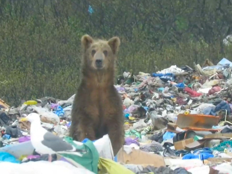 Хозяин свалки: невозмутимый сахалинский медведь ищет еду в мусоре