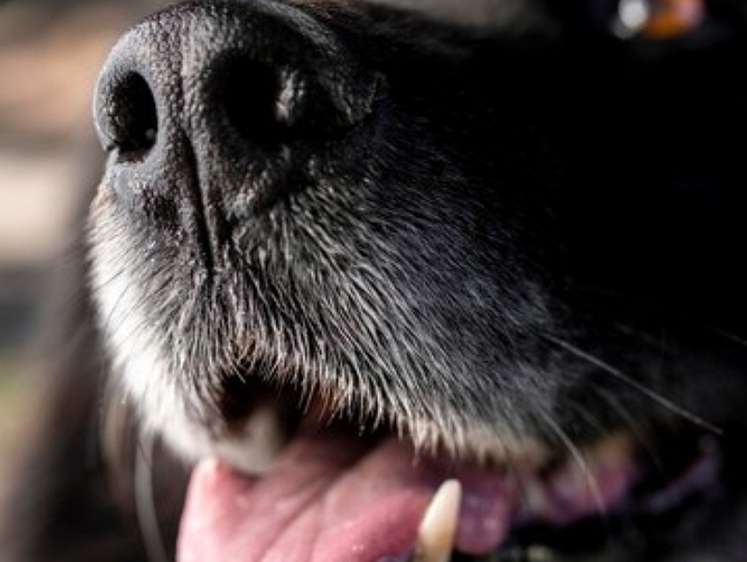 Изображение В сахалинском Холмске дошкольника атаковала ничейная злая собака