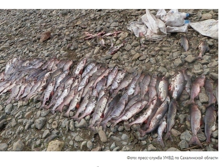 Изображение Двух сахалинцев задержали за незаконный лов лосося сетями