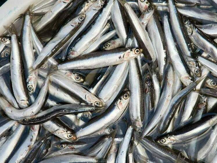 Рыбная пятница: косяк анчоусов выбросило на берег во Владивостоке