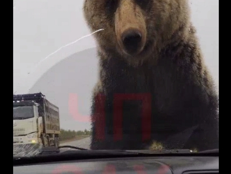 На Сахалине медвежонок изучал остановившийся на трассе автомобиль