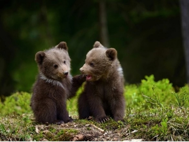 Два медвежонка вышли на дорогу в районе Вилючинского водопада