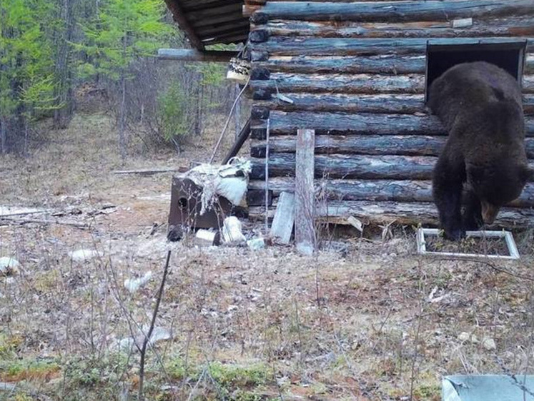 Кто в теремочке живет: в лесной домик инспектора влез большой медведь