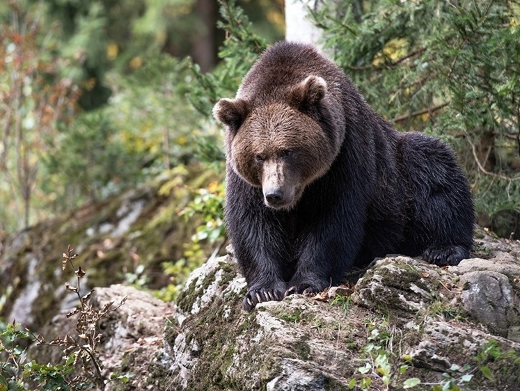 Зоозащитники России выступили против зимней охоты на медведей