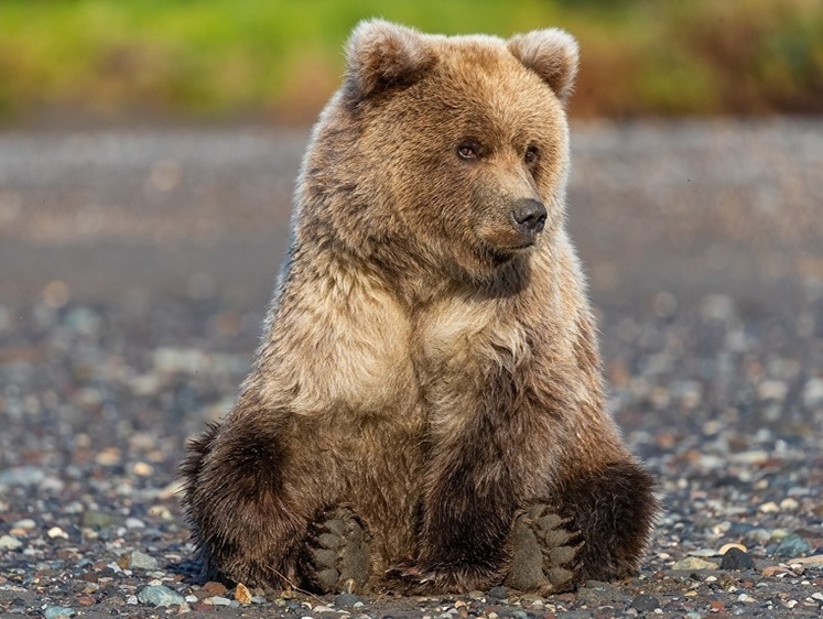Медведь загнал бабушку на чердак: косолапый приперся к ней на участок