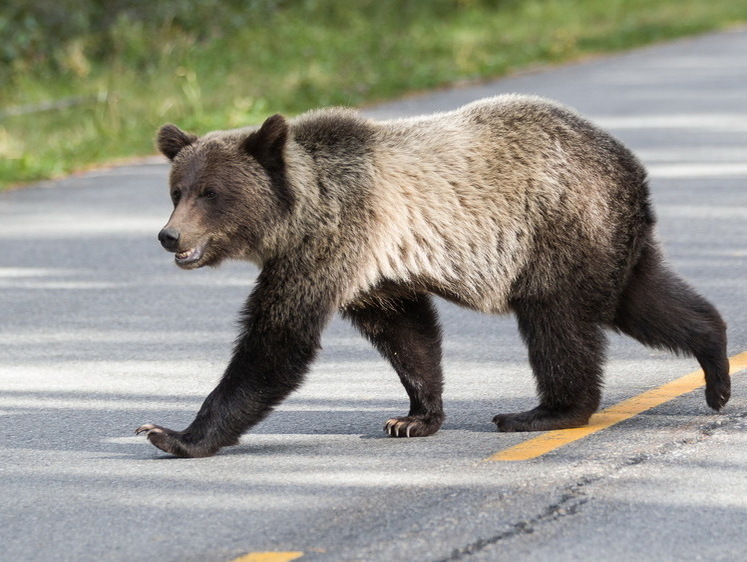 На трассе в Тверской области медвежонок бросился под колеса